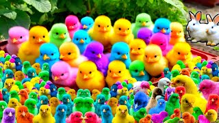 Cute Animals World Cute Chickens Colorful Chickens Rainbows Chickens Cute Ducks Cat Rabbit [upl. by Nylatsyrk877]