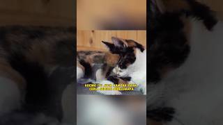 UPDATE  Kucing malang dengan benjolan besar di kepala kucing hewan rescue [upl. by Godred]