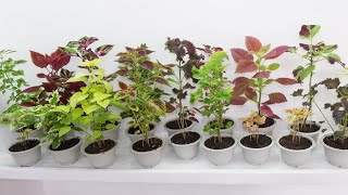 19 Varieties of Coleus Cuttings Care and Propagation Technique [upl. by Shanley]