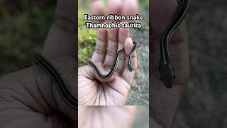 Tiny Neonate Ribbon Snake [upl. by Dripps]