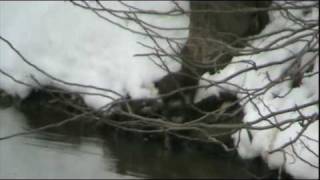 Not a River Otter in the wild but a Mink  Brecksville Metropark Ohio [upl. by Auqcinahs]