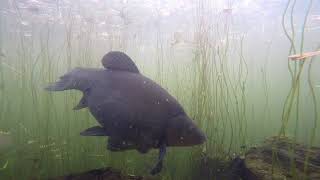 Tench vigorously feeding on my liver boilie crumb Kirklees lagoon Bfd no1 angling club [upl. by Aretse]