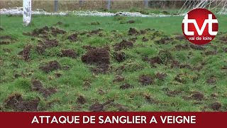 Les sangliers au plus près des habitations [upl. by Cohberg]