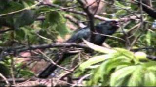 A Common Koel and Its Annoying Bird Call  Sound  A Black Bird with Distinctive Red Eyes [upl. by Flavio]