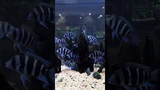 Beautiful aquarium  game of thrones  bgm  world best aquariumfish tropicalfish collection [upl. by Mikkel]