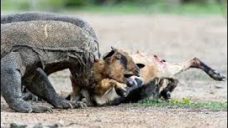 Komodo dragon vs goat  Komodo dragon eating a goat [upl. by Nerrawed]