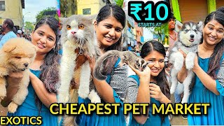 Chennai pet market with contact details LIKE NEVER BEFORE🤯 [upl. by Worrell832]