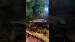 Spotted gar Alligator gar largemouth bass catfish in fish tank bass pro shops [upl. by Ssac]