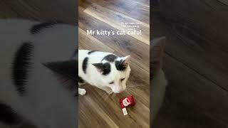 I went to Mr kitty’s cat cafe it was so fun I recommend mrkittyscatcafe [upl. by Horodko100]