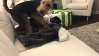 Welsh Terrier Energetic [upl. by Pavia635]