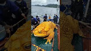 Giant Sea Monsters Caught by Fishermen 🐙🎣GiantSeaCreatures FishingDiscoveries OceanMysteries [upl. by Atauqal]