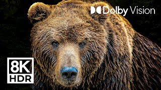 LEGENDARY ANIMALS  DOLBY VISION™  8K ULTRA HD HDR [upl. by Files242]