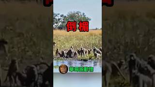 本來想飽餐一頓的鱷魚🐊，卻差點被撕了做成皮鞋⋯wildlife animals nature 華哥説動物 [upl. by Ldnek]