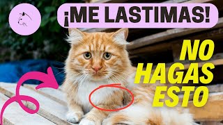 COSAS Que LASTIMAN Los Sentimientos De Tu GATO [upl. by Kalina409]