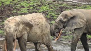 Male African Forest elephant Loxodonta cyclotis chasing another male and pulling its tail Africa [upl. by Akienaj]