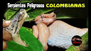 Las Serpientes mas Peligrosas de Colombia [upl. by Simons]