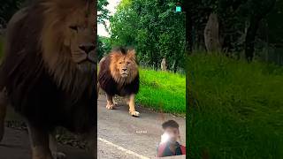 animals 🦁🦁🦁ghane bal lion kasortsvideoanimalshorts [upl. by Ede632]