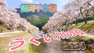 うぐい川の桜🌸並木 鮎河千本桜 202447 甲賀市土山町鮎河プラス？ [upl. by Ynaitirb300]