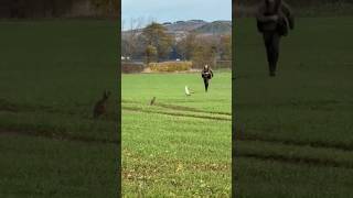 Brown Hares v goshawk [upl. by Nnyw]