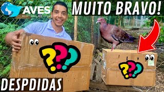 Chegou um cisne negro muito BRAVO e imponente  novidade projeto  Despedidas  Aves Recriar [upl. by Yuille]