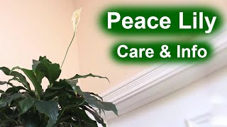 Peace Lily Spathiphyllum  Care amp Info [upl. by Jourdan]