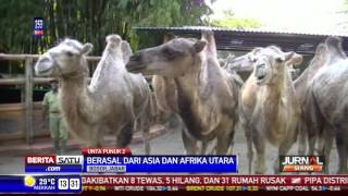 Unta Punuk Dua Penghuni Baru Taman Safari Bogor [upl. by Minsat]