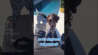 32 degrees Fahrenheit German Shorthaired Pointer 🤔🧐🐶new shorts ytshorts viral viralshorts [upl. by Navlys]