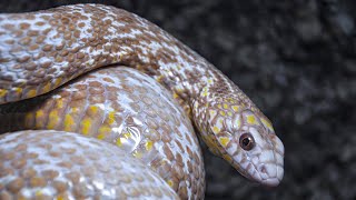 Elaphe carinata  King Ratsnake  about Anery Axanthic and world’s first Snow T morphs [upl. by Stonwin]