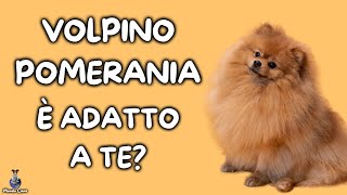 Volpino Pomerania Cosa Sapere [upl. by Florri787]