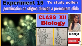 Pollen germination on stigma through permanent slide  Expt15  202223 Biology class 12Neerja [upl. by Blackmore]