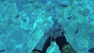 Spearfishing Australia  The Secrets of the South [upl. by Leiso]