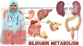 TitlequotBilirubin Metabolism Explained From Breakdown to Excretionquot [upl. by Lynad]