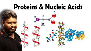 Proteins Vitamins amp Nucleic Acids  Biomolecules [upl. by Rodolph]