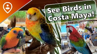 Review amp Walkthrough Aviarius bird aviary in Costa Maya [upl. by Aketahs290]