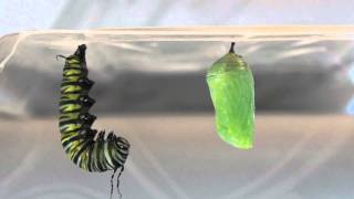 Twin Monarch Caterpillars Pupating [upl. by Iphagenia]