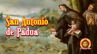 San Antonio de Padua el Doctor Evangélico Martillo contra los Herejes [upl. by Arehs761]