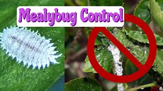 8 EASY Solutions for Mealy Bugs  How to Get Rid of Mealy Bugs on Houseplants [upl. by Quintessa]