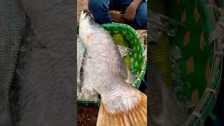 Huge coral fish at Coxs Bazar Fishery Ghat [upl. by Aelsel]