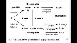 Drug Metabolism  Phase I and Phase 2 [upl. by Lanctot720]