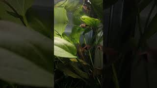 harlequin rasbora breeding harlequin rasbora shorts aquarium fishtank breedingtank [upl. by Ethelinda]