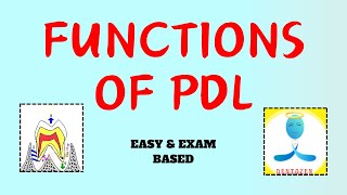 Functions of Periodontal Ligament  Functions of pdl [upl. by Kcirdahc624]