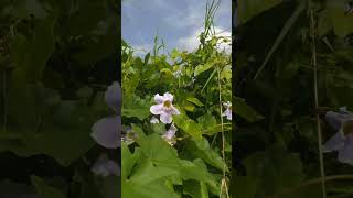 thunbergia grandiflora lavender blue vine [upl. by Ardnasella107]