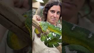 EMERALD TREE BOA 🐍 These snakes are some of the coolest🤩 [upl. by Jennette]