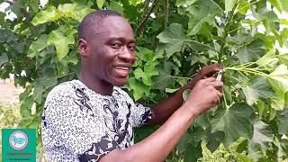 The spiritual power of Jatropha Protect yourself from witchcraft juju and charms with this plant [upl. by Llerud439]