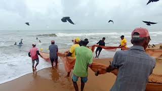 Amazing Seine Fishing Using TractorsUnbelievable Big Catch Fishing Skillnegombo1 Club Wasantha [upl. by Hank]