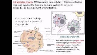 Intracellular growth of Mycobacterium tuberculosis [upl. by Einnob]