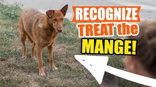 HOW to RECOGNIZE TREAT and PREVENT MANGE🐶 [upl. by Ajoop]