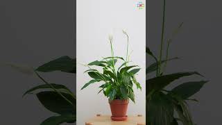 Best Perennial Houseplants that Live for Years houseplants shorts [upl. by Ahsiram]