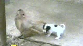 Monkey Laughing at Dog after checking his P [upl. by Oralla]