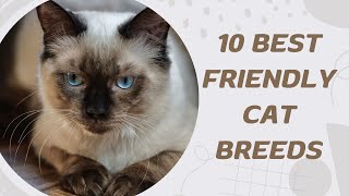 10 Best Friendly Cat Breeds [upl. by Ally]